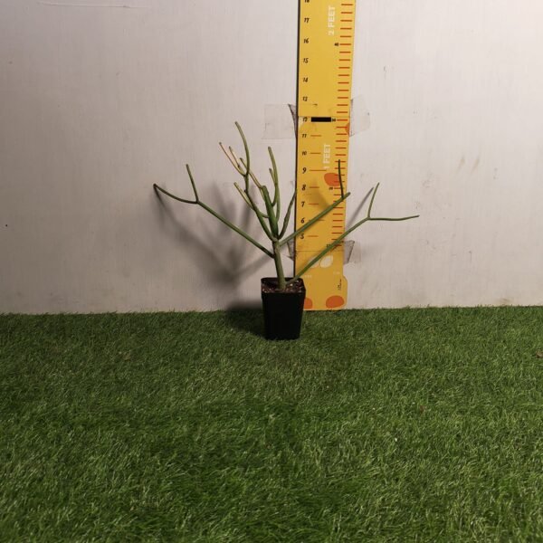Euphorbia Tirucalli/ Fire Stick (Sticks on Fire/Red Pencil Cactus) Plant - Image 28