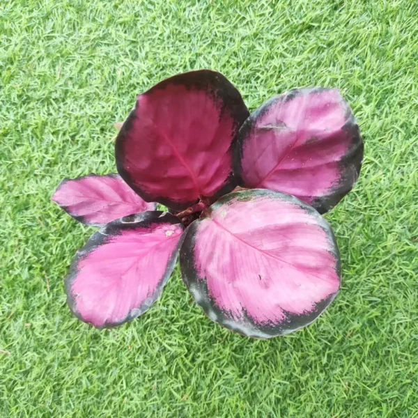 Calathea Picturata Crimson - Image 4