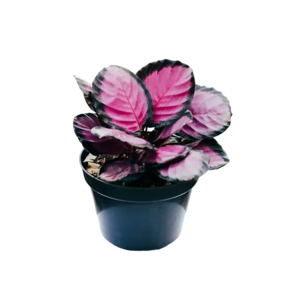 Calathea Picturata Crimson - Image 7