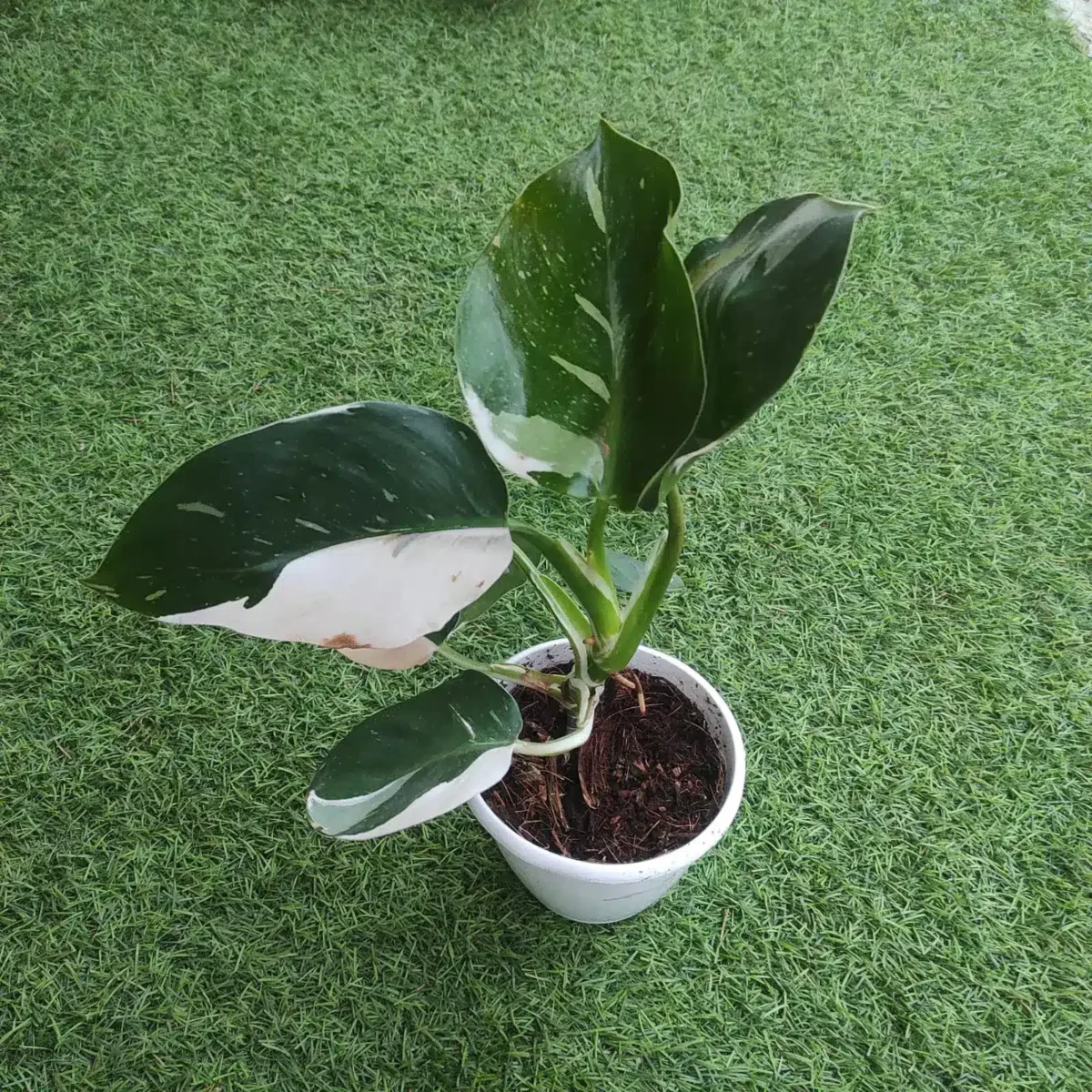 Philodendron White Wizard - Image 3