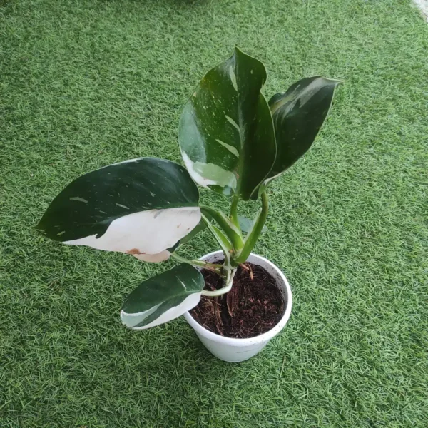 Philodendron White Wizard - Image 3