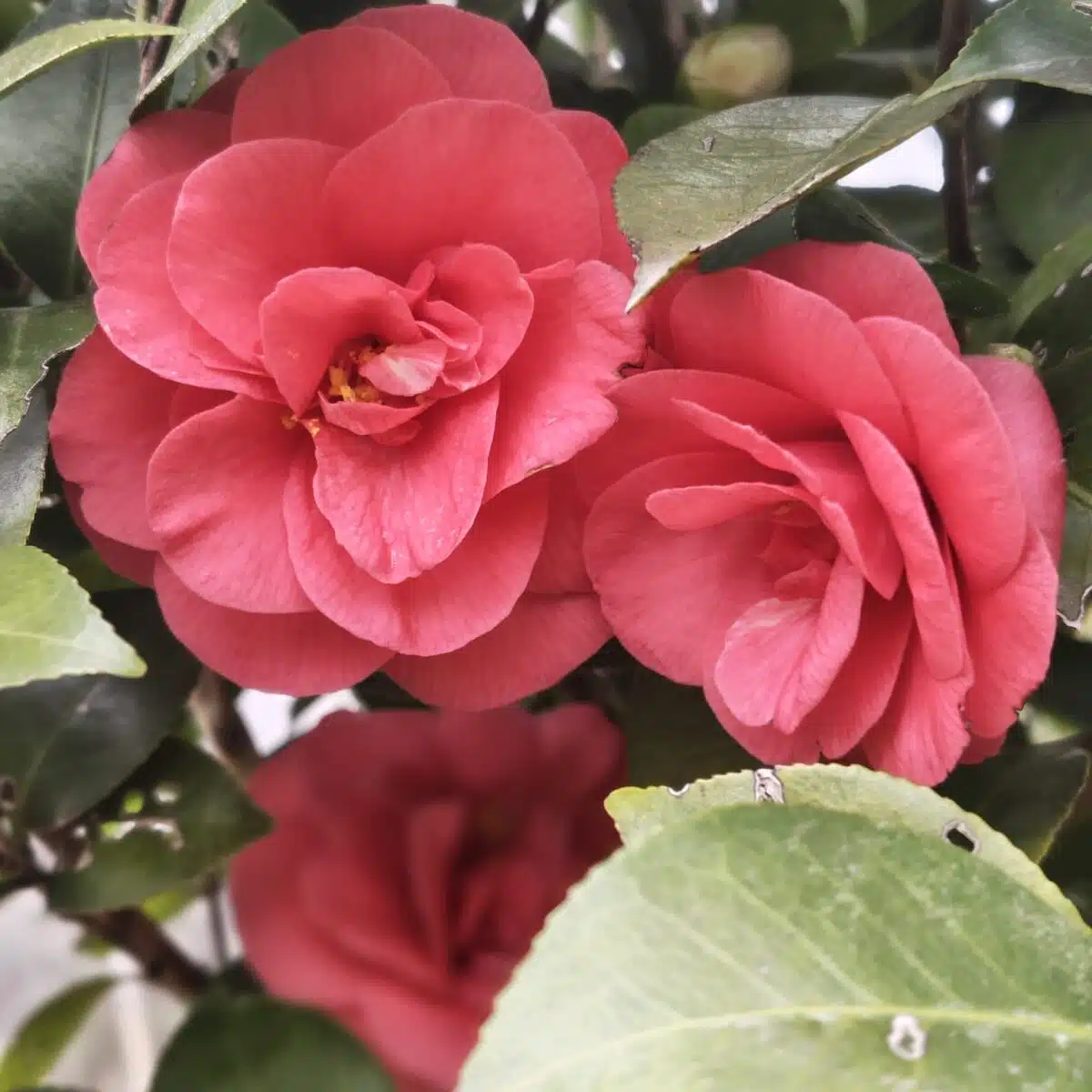 Camellia Japonica 'Pink'- Stunning Flowering Shrub with Pink Blooms - Image 5