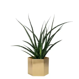 Sansevieria bacularis Fernwood Mikado Snake Plant.