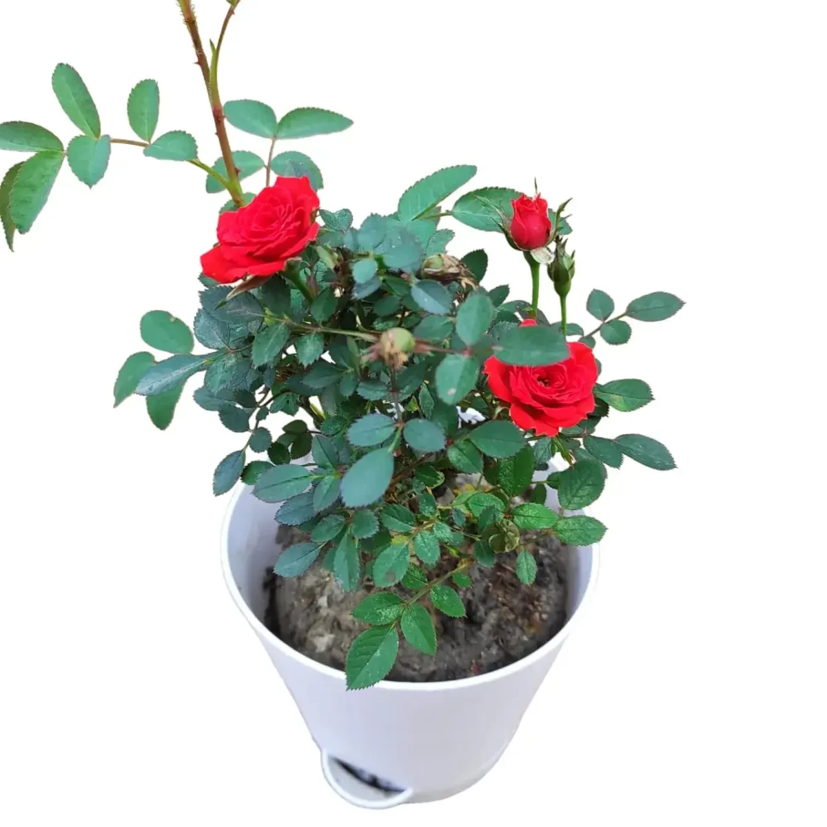 Rose Miniature 'Red' - Image 4