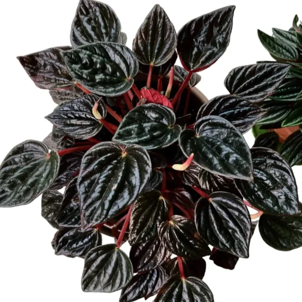 Peperomia Brasilia