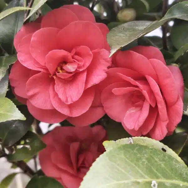 Camellia Japonica 'Pink'- Stunning Flowering Shrub with Pink Blooms - Image 7