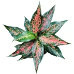 Aglaonema Rui