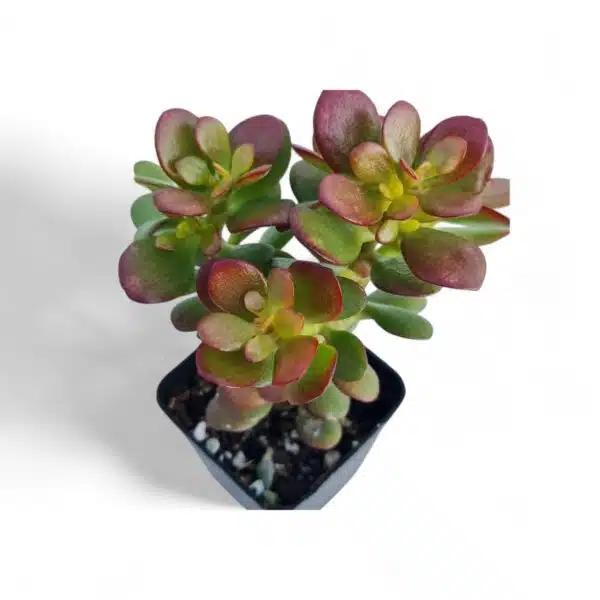 Kuberaksha 'Crosby's Compact' (Crassula ovata Red Dwarf Jade) - Image 6