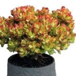 Kuberaksha 'Crosby's Compact' (Crassula ovata dwarf Jade)