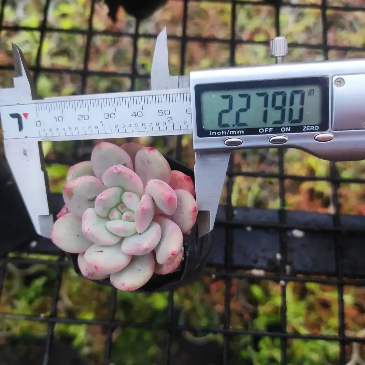 Echeveria Laui hybird - Image 3