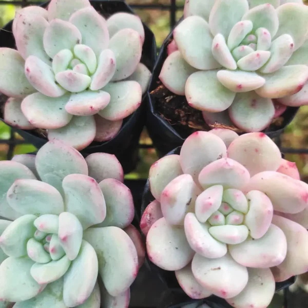 Echeveria Laui hybird plant