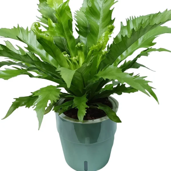 Asplenium ‘Venus’ Birdnest Fern plant