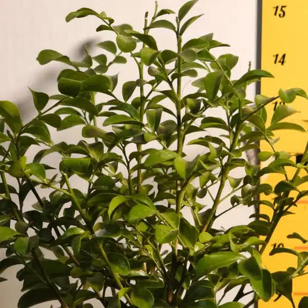 Dwarf Madhu kamini (Murraya Paniculata) Thai Variety - Flowering/Ornamental Live Plant - Image 7