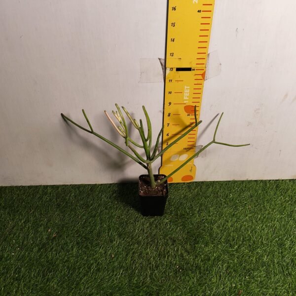 Euphorbia Tirucalli/ Fire Stick (Sticks on Fire/Red Pencil Cactus) Plant - Image 16