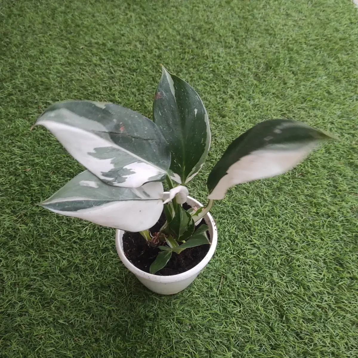Philodendron White Wizard - Image 4
