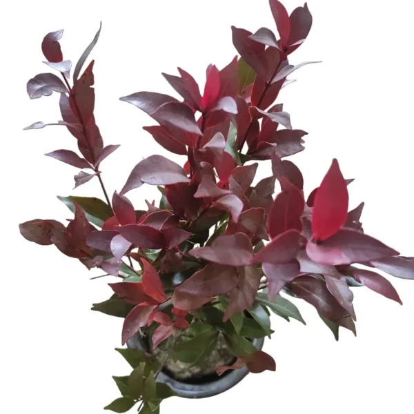 Syzygium Campanulatum Chocolate (Eugenia) - Ficus Christina Plant