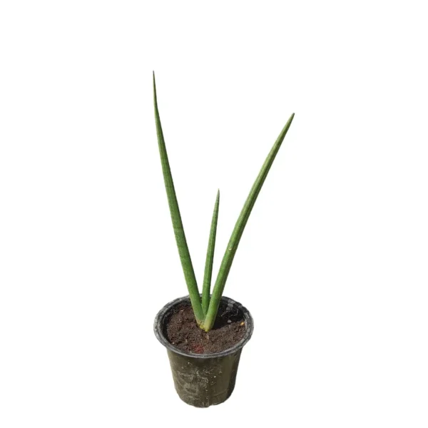 Sansevieria Cylindrica 'Patula - Image 2