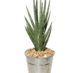 Sansevieria Francisii (Snake Plant)