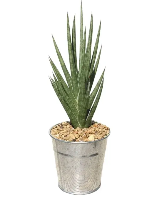 Sansevieria Francisii (Snake Plant)