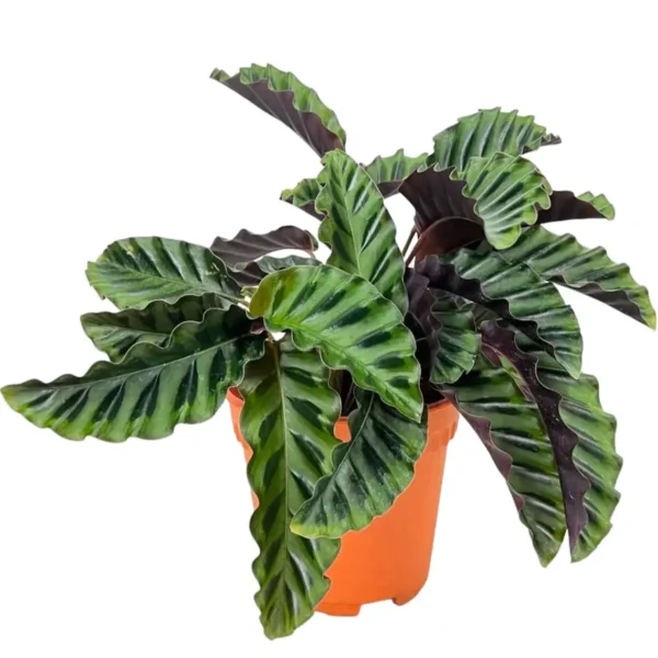 Calathea (Goeppertia) gandersii