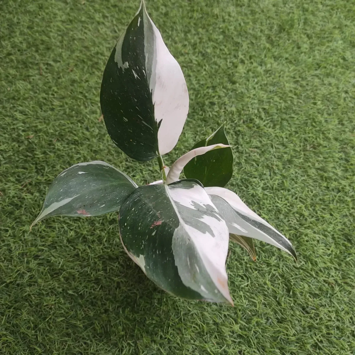 Philodendron White Wizard - Image 5