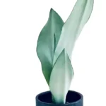 Sansevieria moonshine snake plant