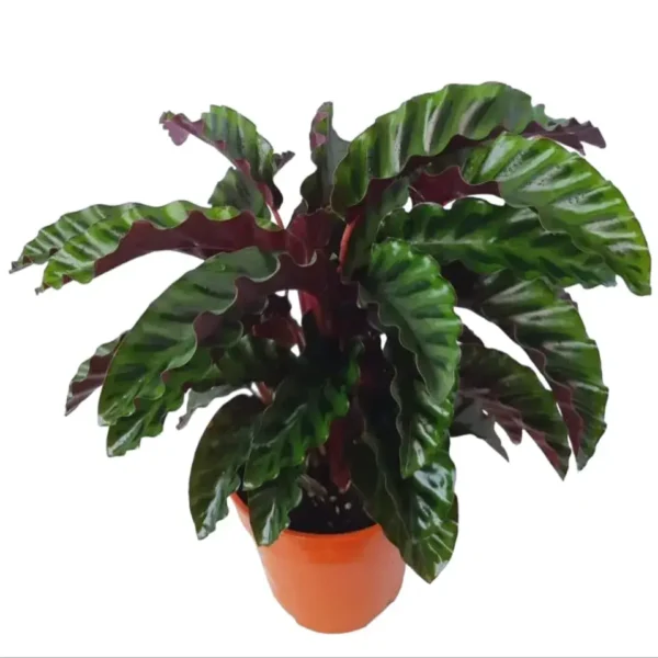 Calathea (Goeppertia) gandersii - Image 6