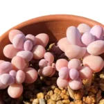 Pachyphytum Oviferum Moonstones (Pink)