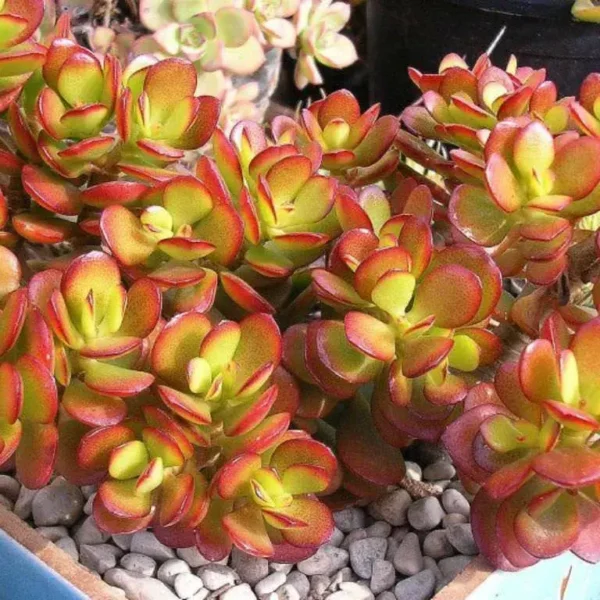 Kuberaksha 'Crosby's Compact' (Crassula ovata dwarf Jade) - Image 14