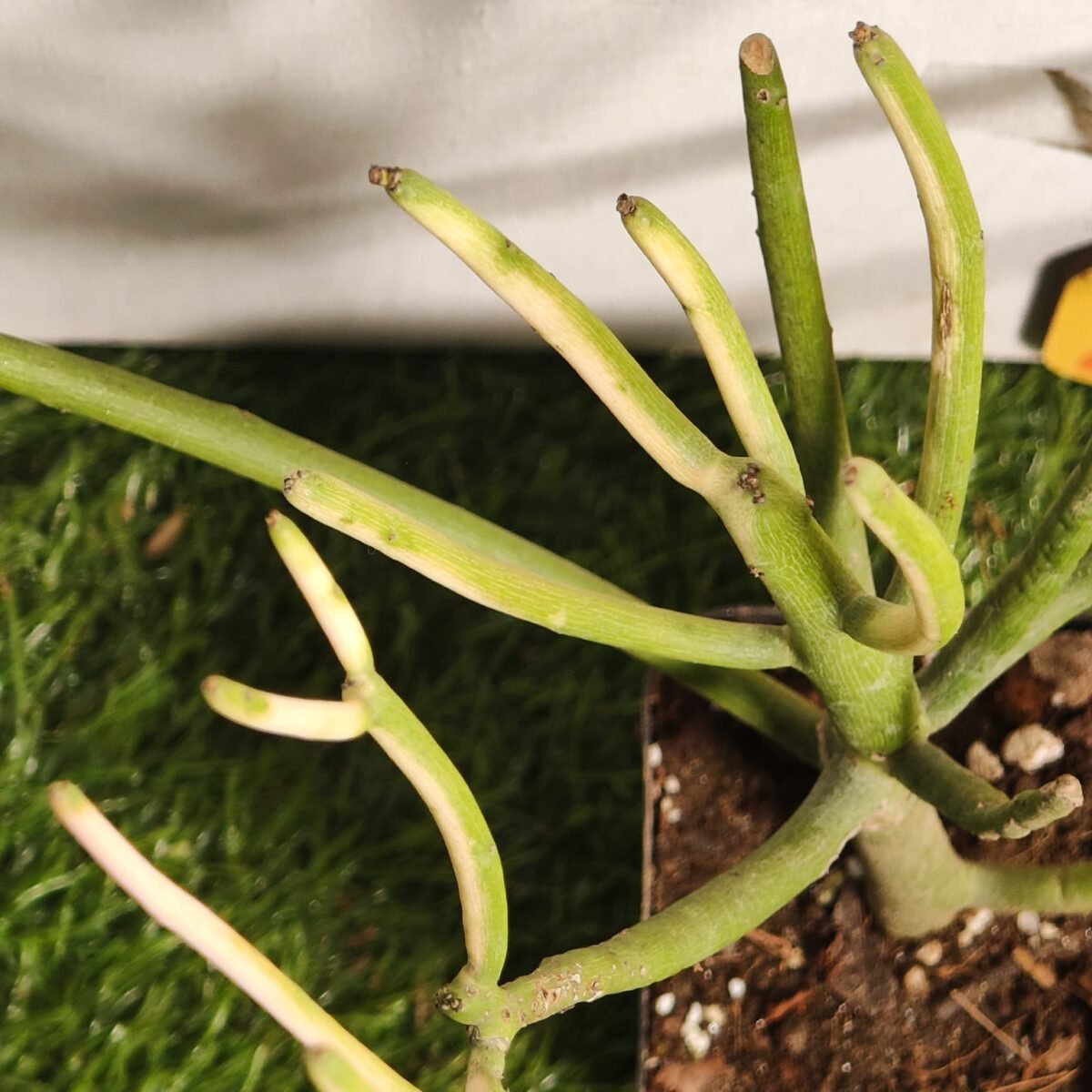 Euphorbia Tirucalli/ Fire Stick (Sticks on Fire/Red Pencil Cactus) Plant - Image 27