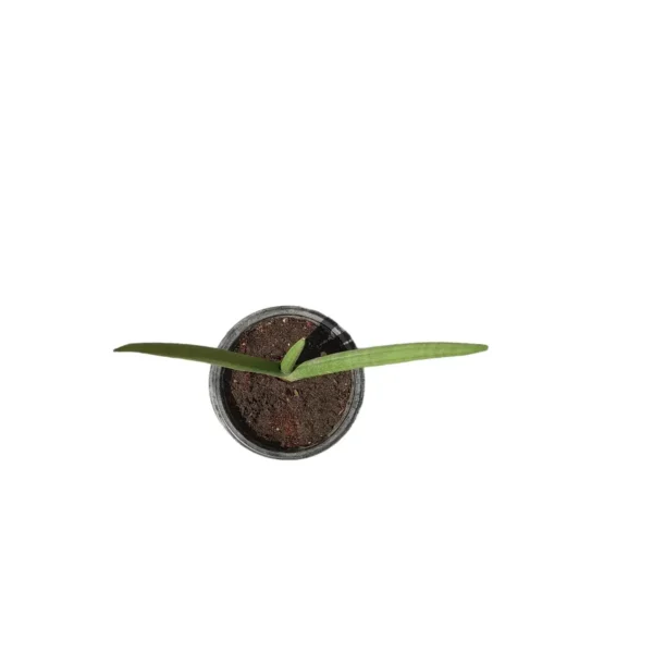 Sansevieria Cylindrica 'Patula - Image 3