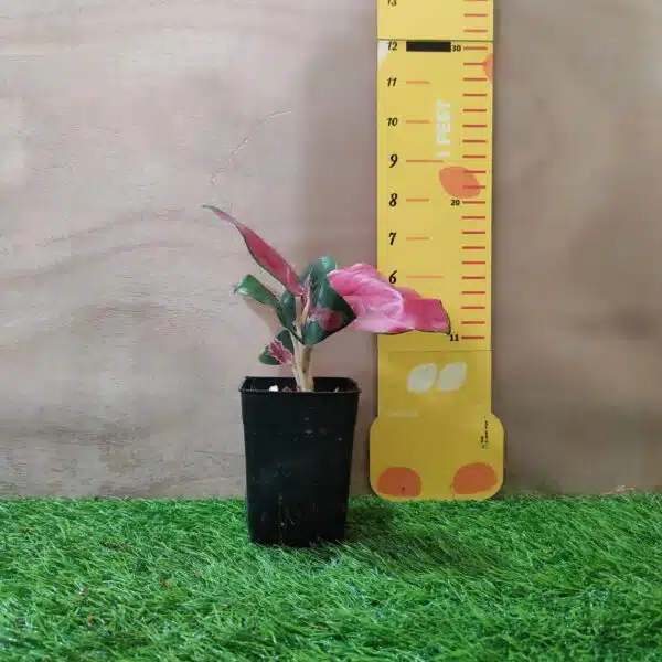 Aglaonema Thailand Red (Super Red) Live Plants - Image 3