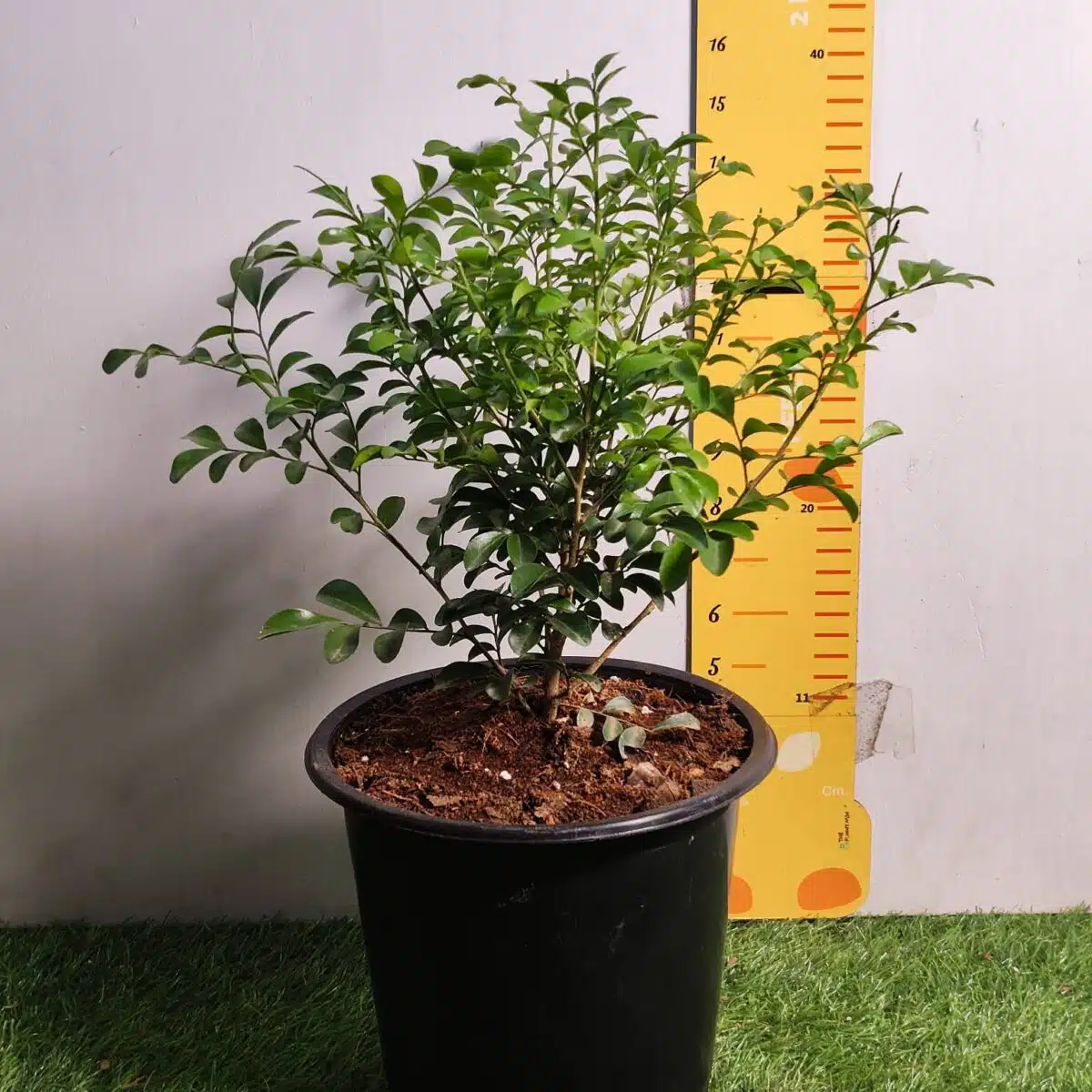 Dwarf Madhu kamini (Murraya Paniculata) Thai Variety - Flowering/Ornamental Live Plant - Image 3