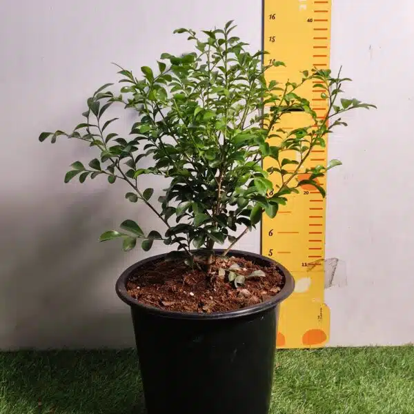 Dwarf Madhu kamini (Murraya Paniculata) Thai Variety - Flowering/Ornamental Live Plant - Image 3