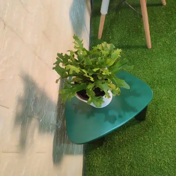 Asplenium 'Crissie' birdnest fern - Image 2