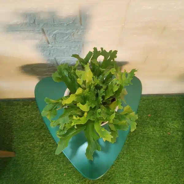 Asplenium 'Crissie' birdnest fern - Image 3