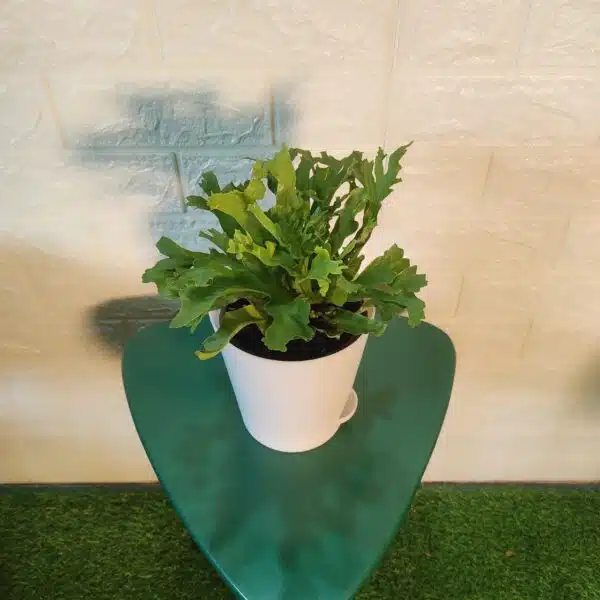 Asplenium 'Crissie' birdnest fern - Image 4