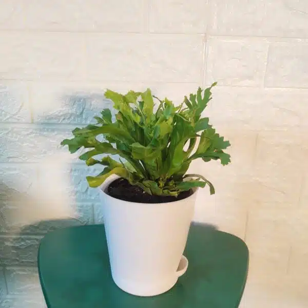 Asplenium 'Crissie' birdnest fern - Image 6