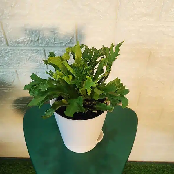 Asplenium 'Crissie' birdnest fern - Image 7