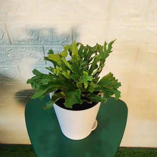 Asplenium 'Crissie' birdnest fern - Image 8