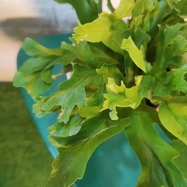 Asplenium 'Crissie' birdnest fern - Image 10