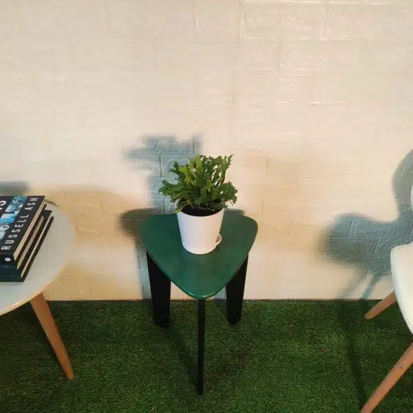 Asplenium 'Crissie' birdnest fern - Image 9