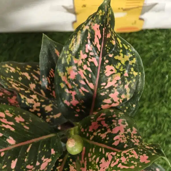 Aglaonema Pink Dalmatian - Image 3