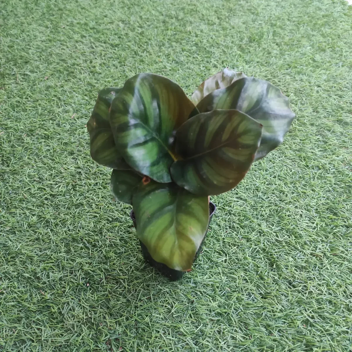 Calathea Red Apple - Image 3