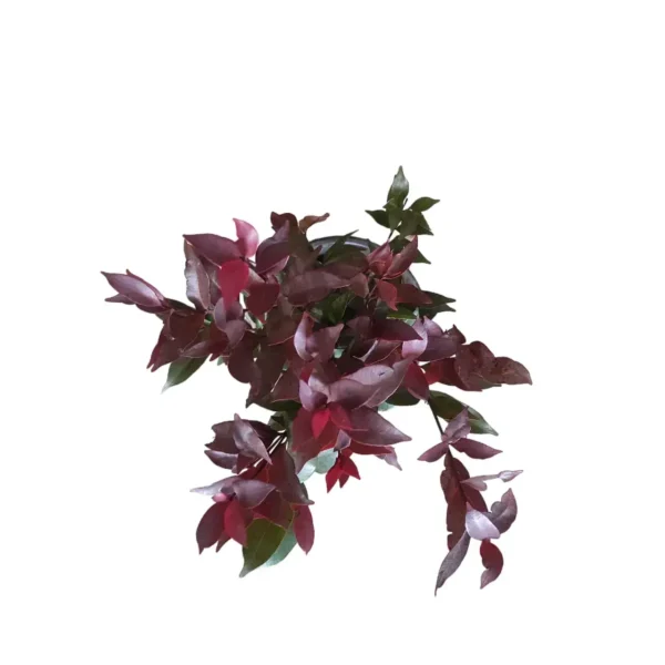 Syzygium Campanulatum Chocolate (Eugenia) - Ficus Christina Plant - Image 3