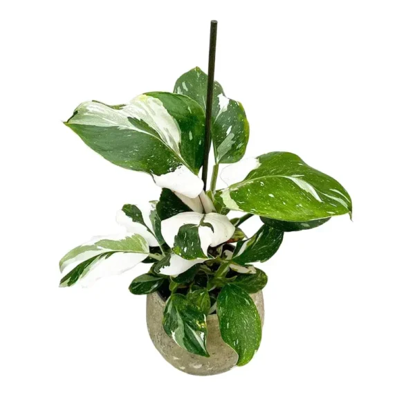 Philodendron White Wizard