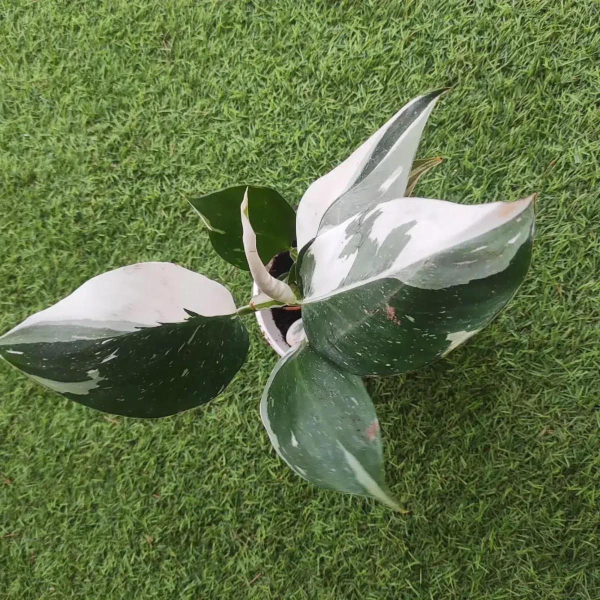 Philodendron White Wizard - Image 6
