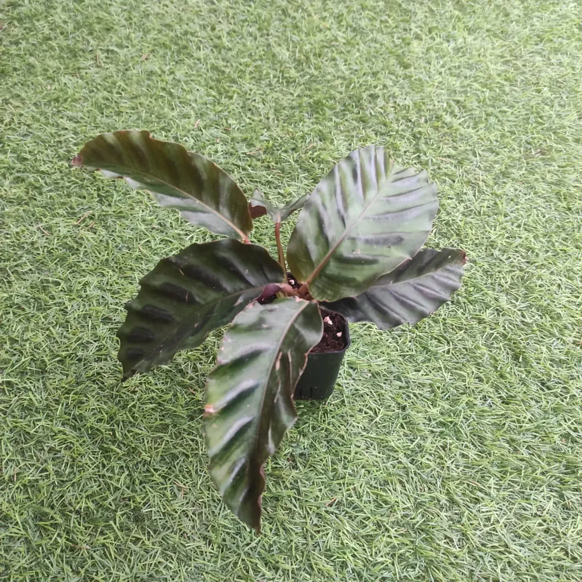 dracena bacularis Sansevieria bacularis 'Mikado'