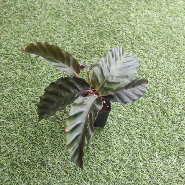 Calathea (Goeppertia) gandersii - Image 4