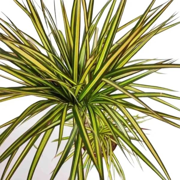 Dracaena Marginata Sunray - Image 7